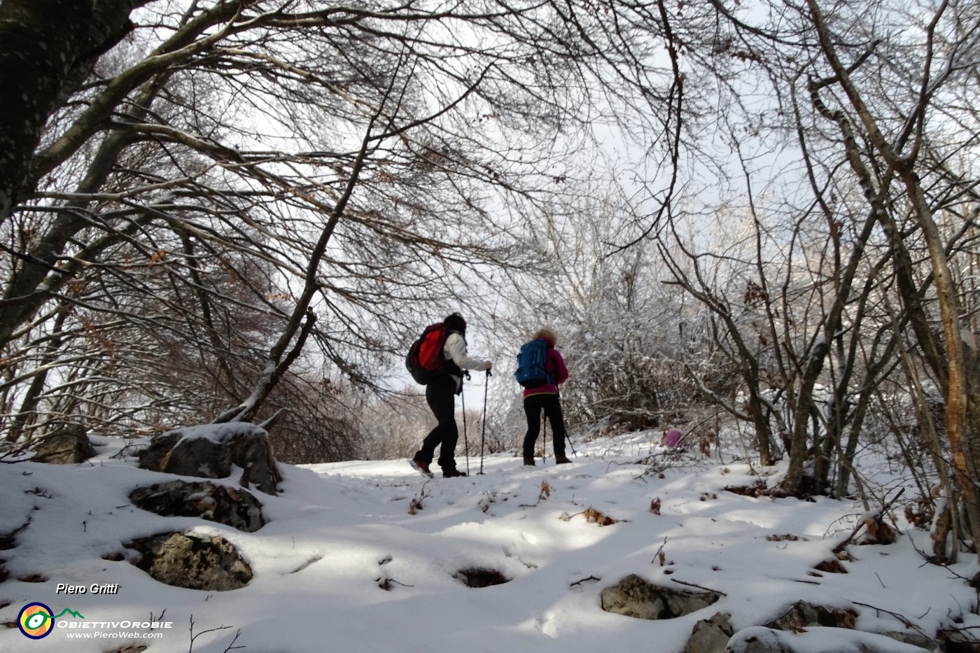 34 e il bosco si veste di bianco anche sulle piante !.JPG